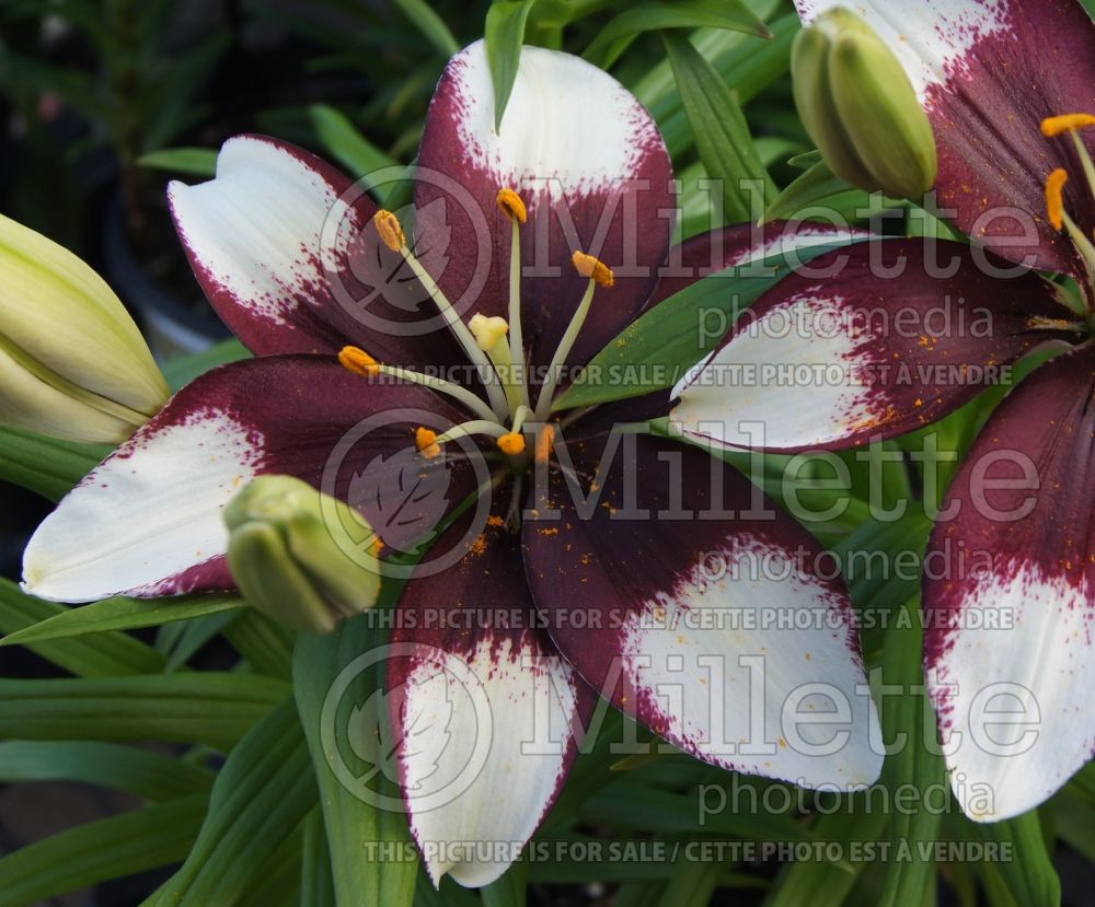 Lilium Tiny Padhye (Asiatic Lily) 5