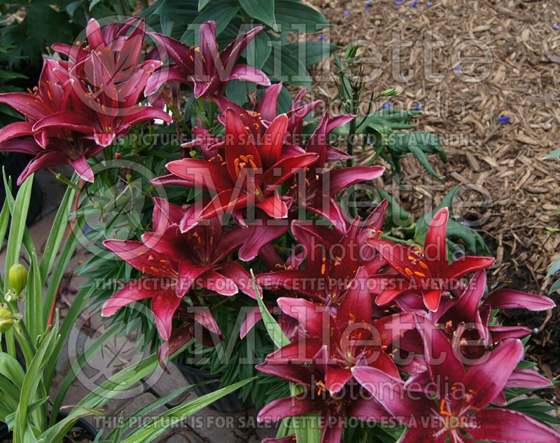 Lilium Tiny Puppet (Lily)  1