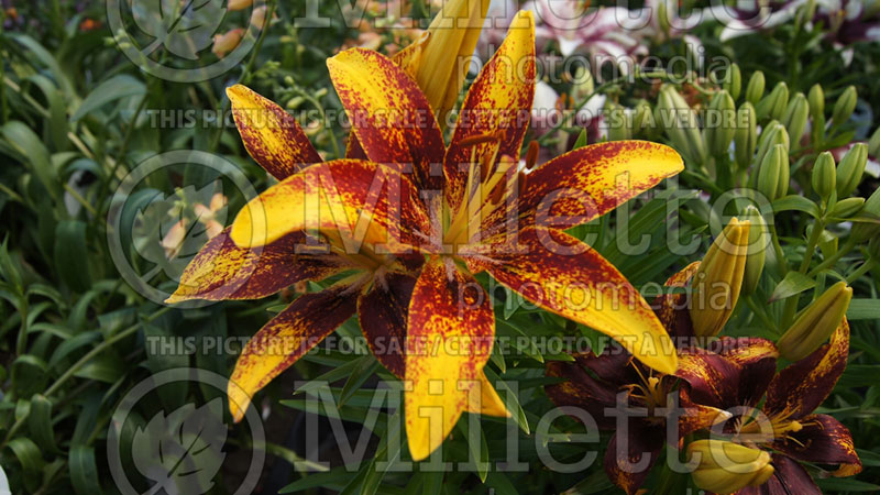 Lilium Tiny Sensation (Lily)  3