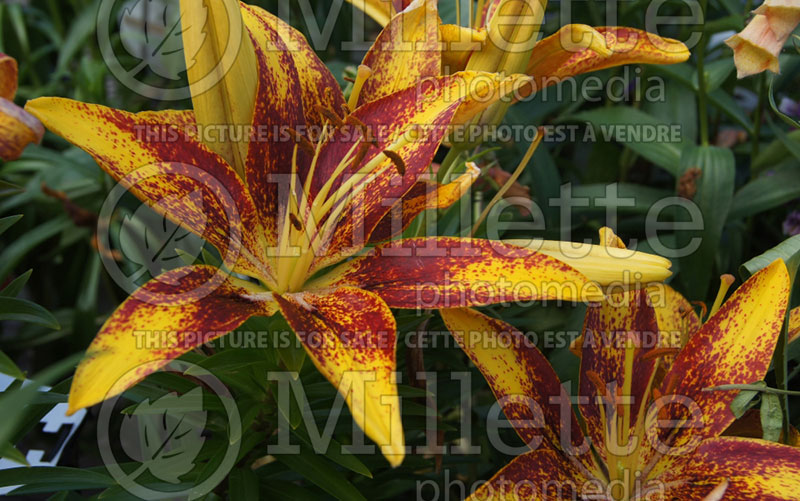 Lilium Tiny Sensation (Lily)  4