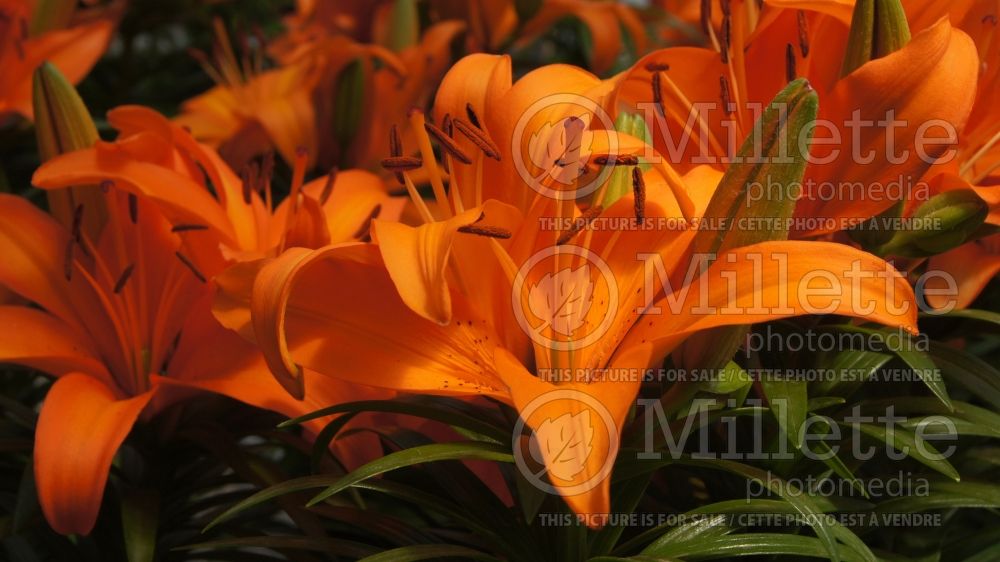 Lilium Tiny Skyline (Lily)  2