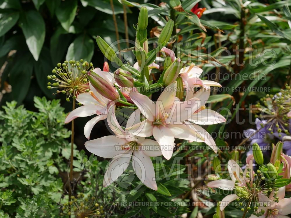 Lilium Toronto (Asiatic Lily) 1