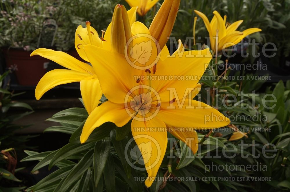 Lilium Yellow Baby (Oriental Lily)  1