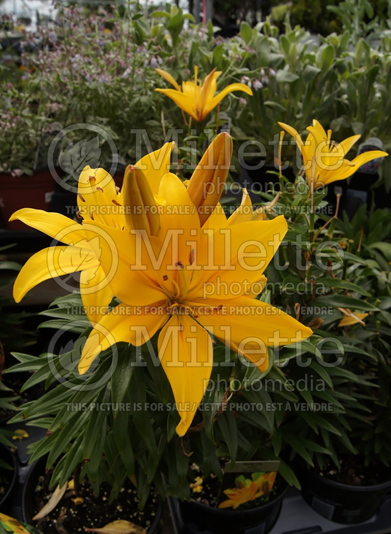 Lilium Yellow Baby (Oriental Lily)  2