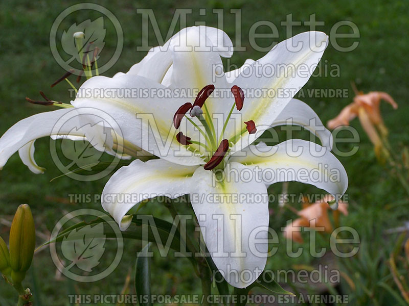 Lilium Aubade (Oriental Lily) 1 