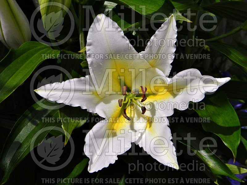 Lilium auratum virginale  (golden-rayed lily)  2