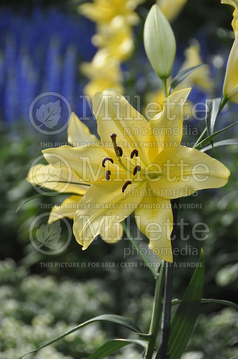 Lilium Belladonna (Lily)  1