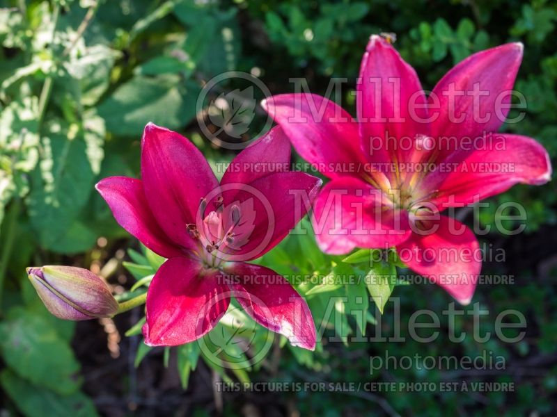 Lilium Camelot (Longiflorum-Asiaticl Lily)  1