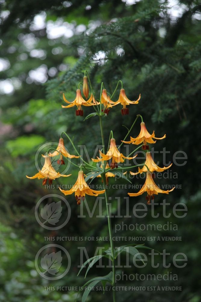 Lilium canadense (Canada Lily) 2 