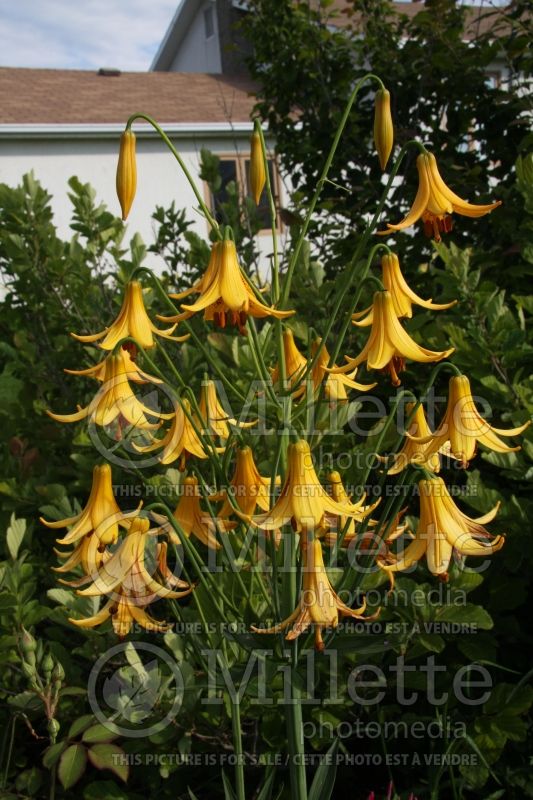 Lilium canadense (Canada Lily) 4 