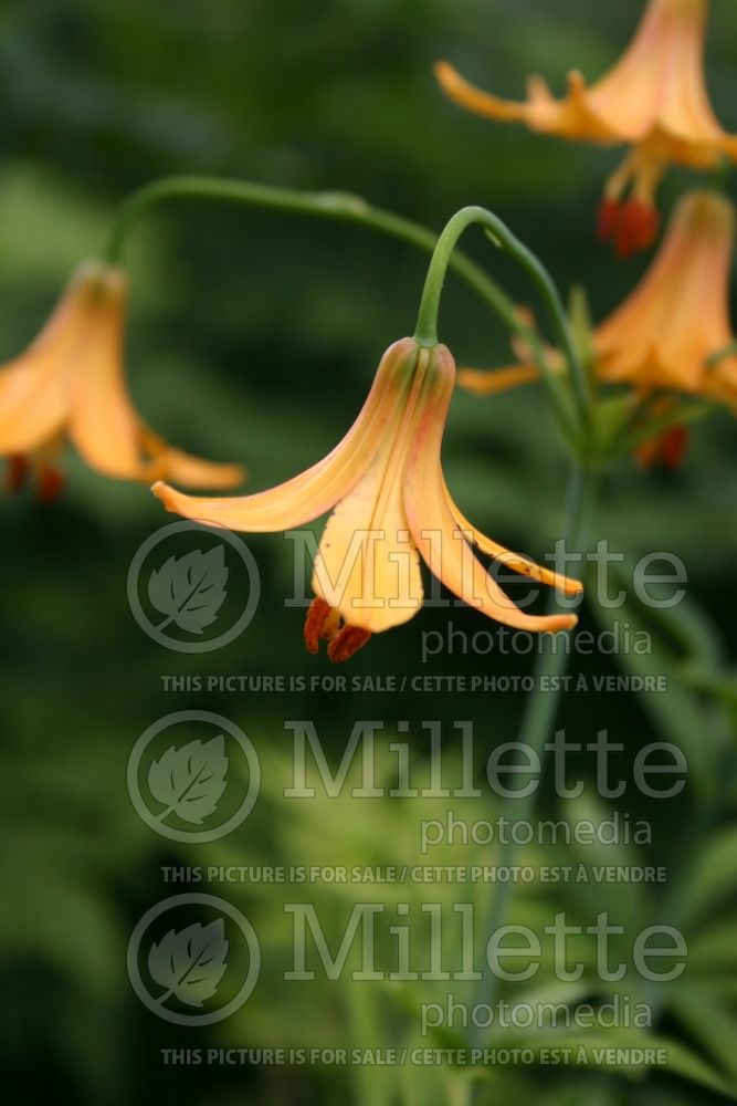 Lilium canadense (Canada Lily) 3 