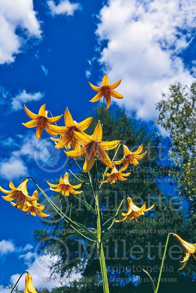 Lilium canadense (Canada Lily) 6 