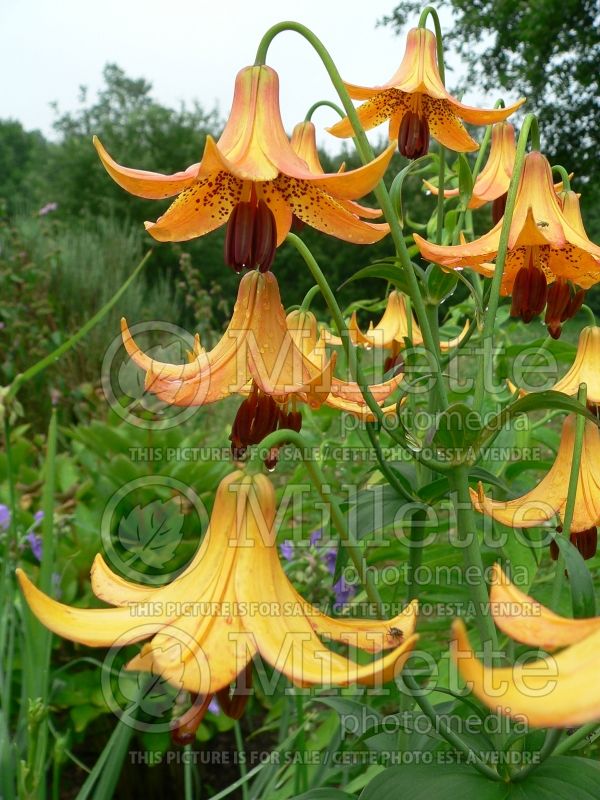 Lilium canadense (Canada Lily) 7 