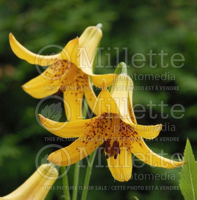 Lilium canadense (Canada Lily) 8 