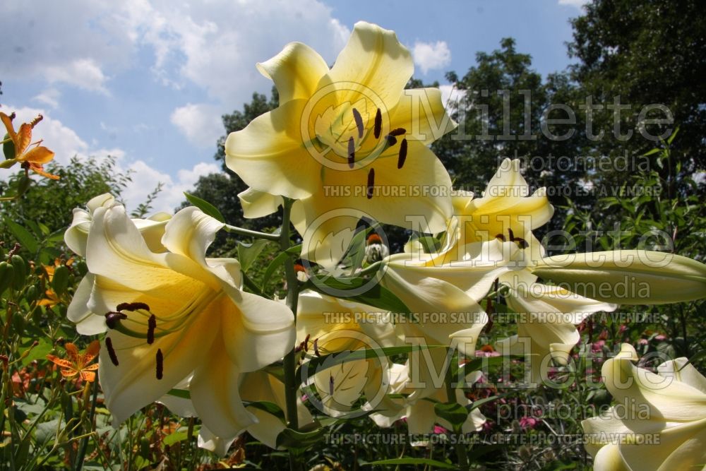 Lilium Conca d'Or (Lily)  1