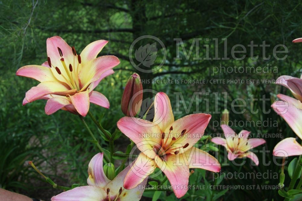 Lilium Corrida (Asiatic Lily)  2