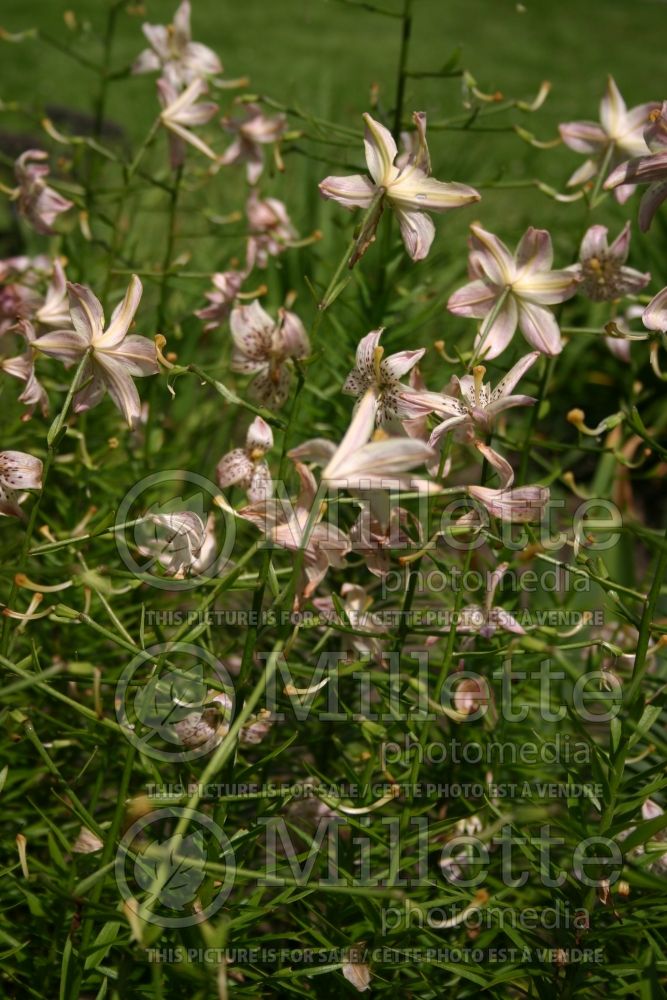 Lilium Corsage (Lily)  2