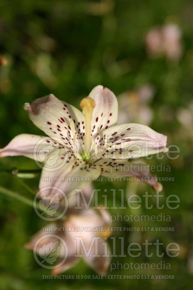 Lilium Corsage (Lily)  1