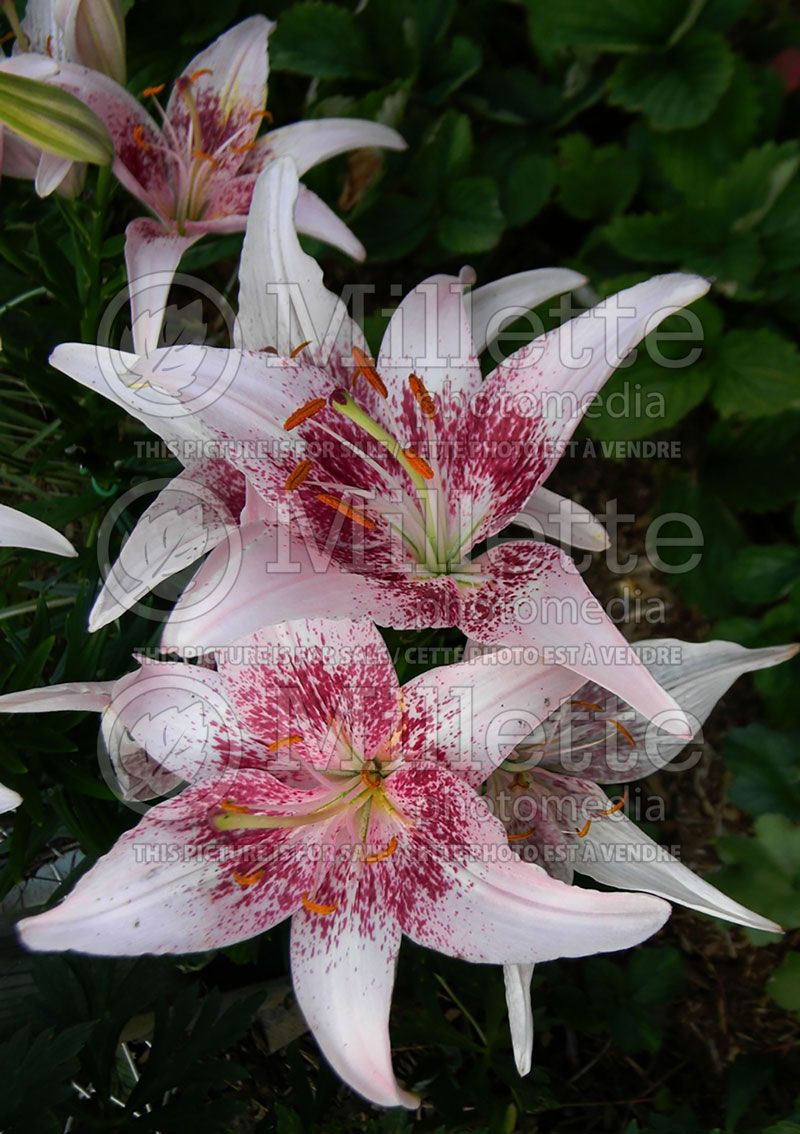 Lilium Dot Com (Asiatic Lily)  2