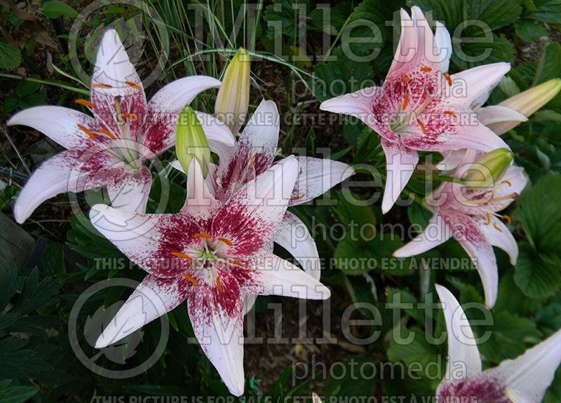 Lilium Dot Com (Asiatic Lily)  1