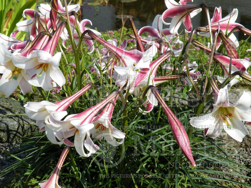 Lilium formosanum var. pricei (Lily)  3