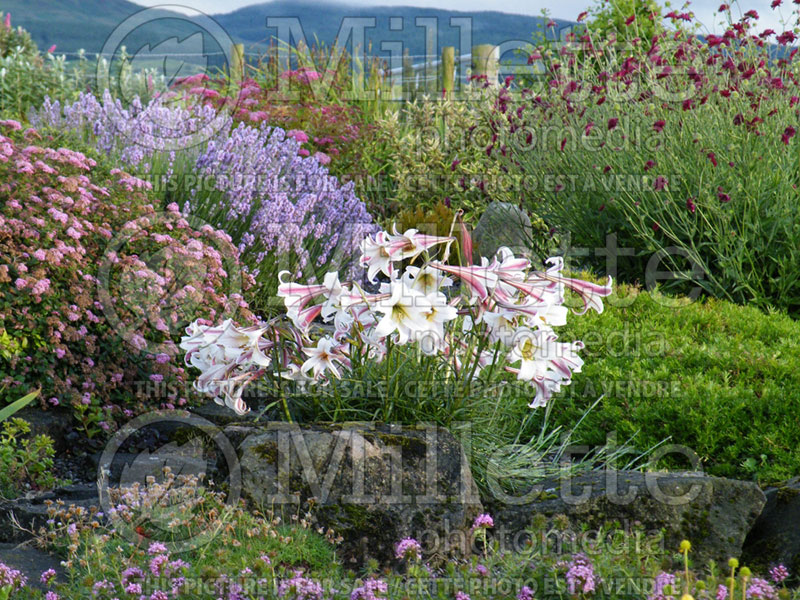 Lilium formosanum var. pricei (Lily)  4