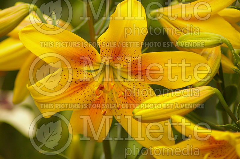 Lilium Garden Treasure (Oriental-Trumpet Lily) 1 