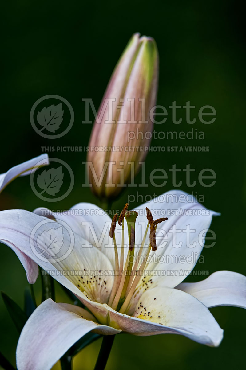 Lilium June Bride (Asiatic Lily) 1 