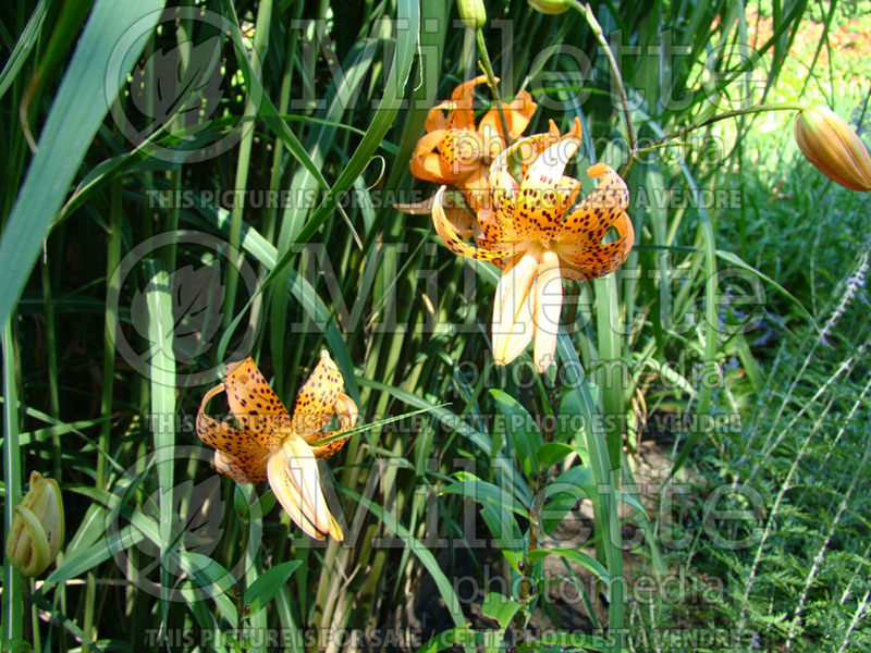 Lilium Flore Pleno (Tiger Lily)  1