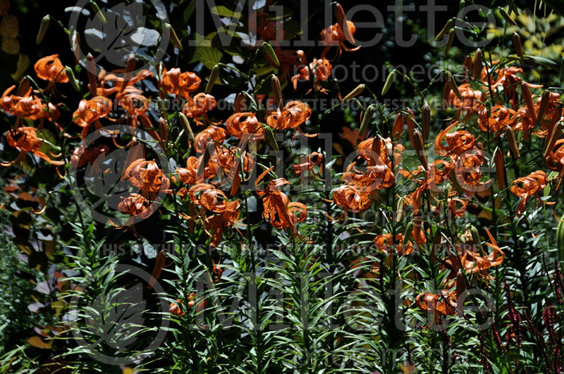 Lilium lancifolium or Lilium tigrinum (Lily)  1