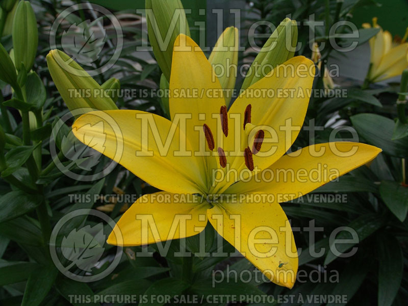 Lilium Golden Tycoon  (Asiatic Lily)  1