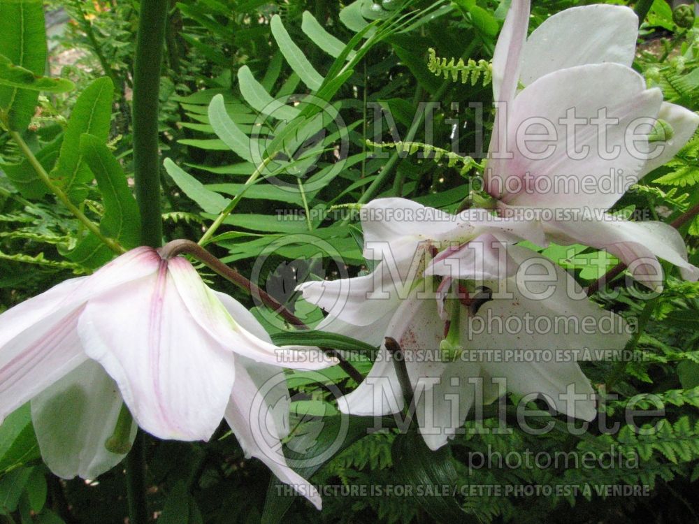 Lilium mackliniae (Shirui lily or Siroi lily) 1 