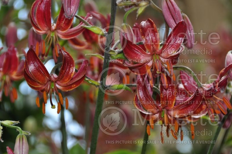 Lilium Claude Shride (Lily)  1