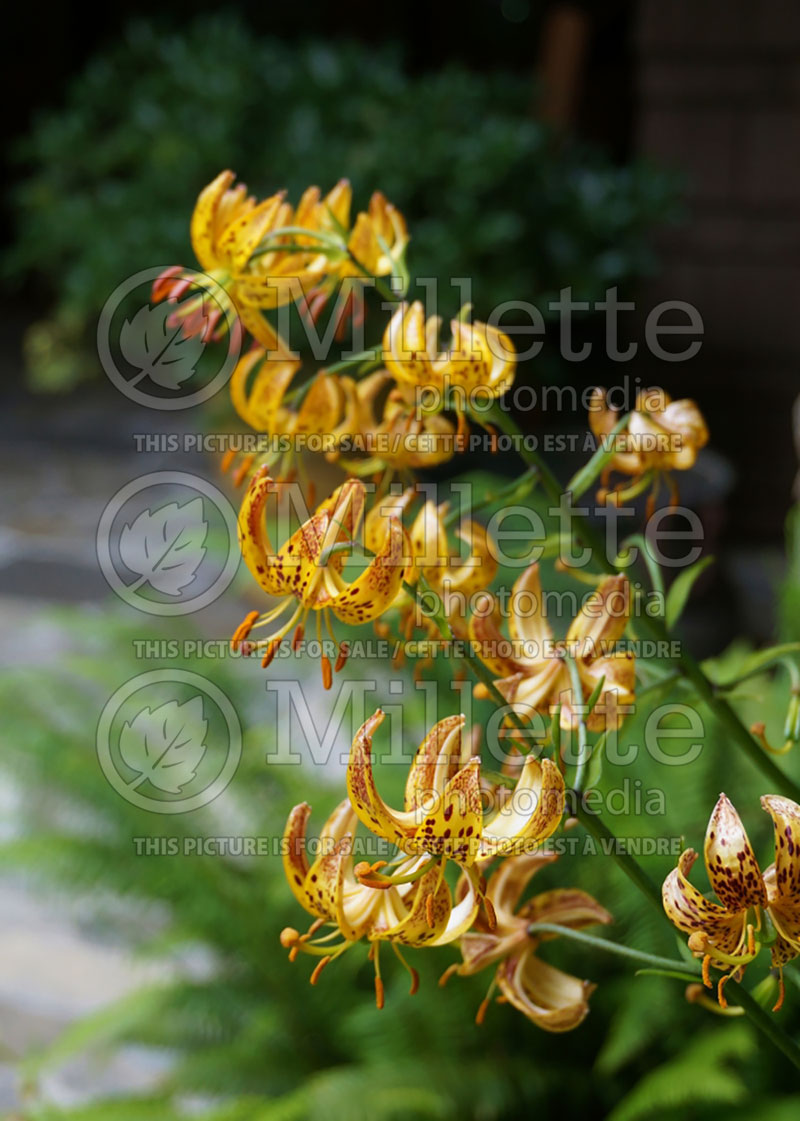 Lilium martagon (Turks-Cap Lily)  1