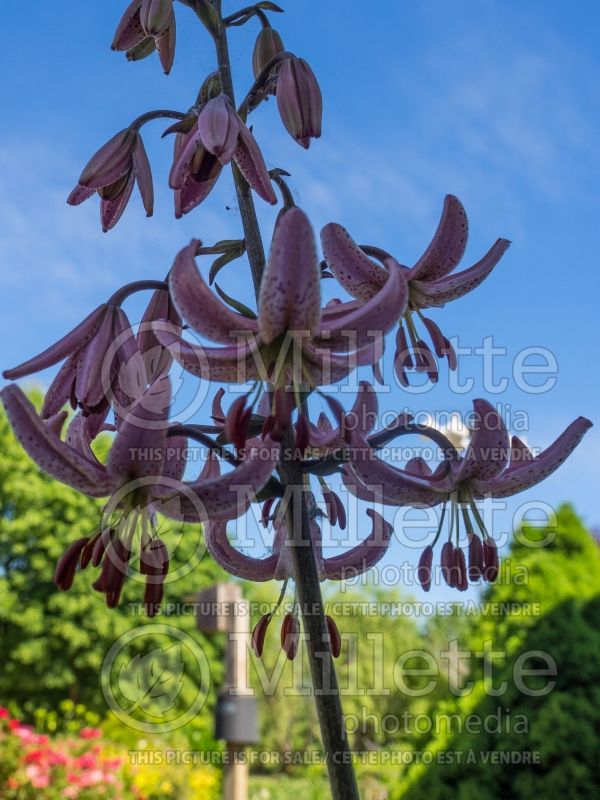 Lilium Manitoba Morning (Lily) 1 