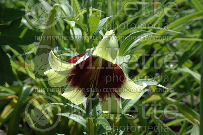 Lilium nepalense (Lily of Nepal) 1 