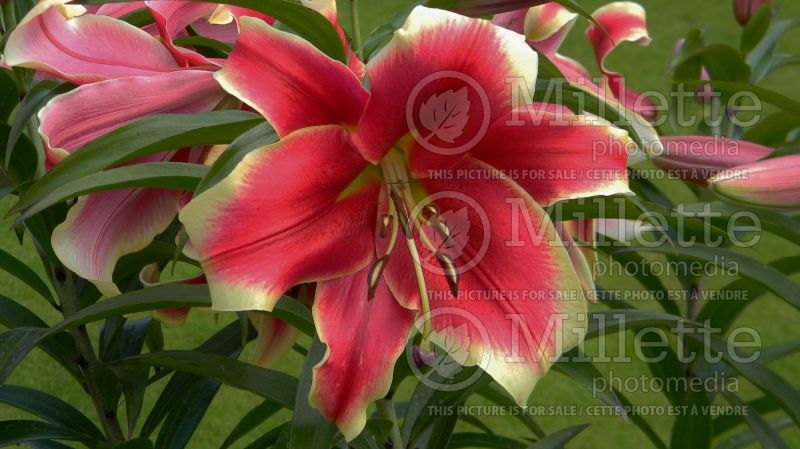 Lilium African Lady (Lily)  1