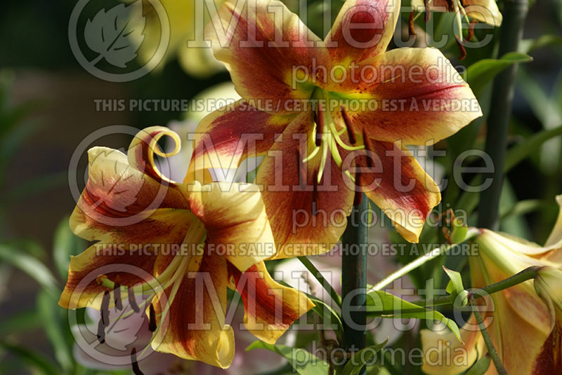 Lilium American Original (Lily) 1 