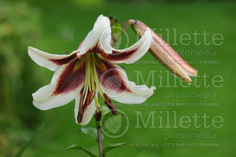 Lilium Beverly's Dreams (Lily)  1