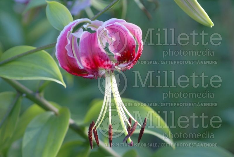 Lilium Black Beauty (Lily)  2