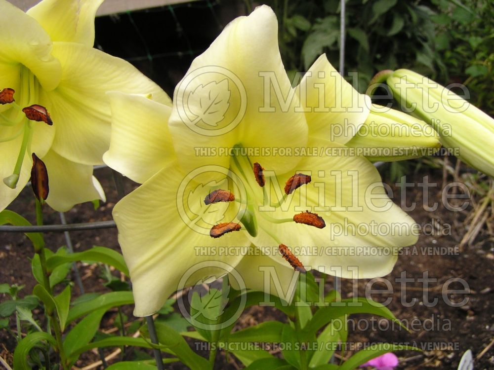 Lilium Catherine the Great (Lily)  1