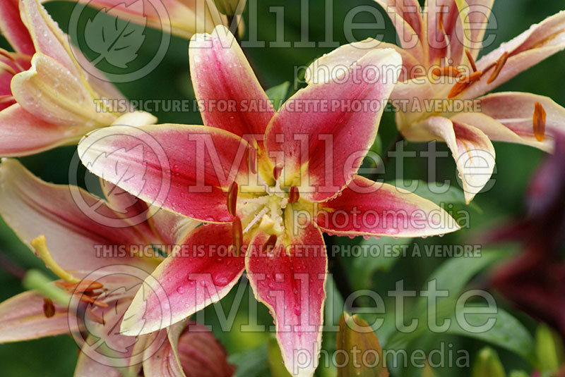 Lilium Elegant Crown (Lily) 1 