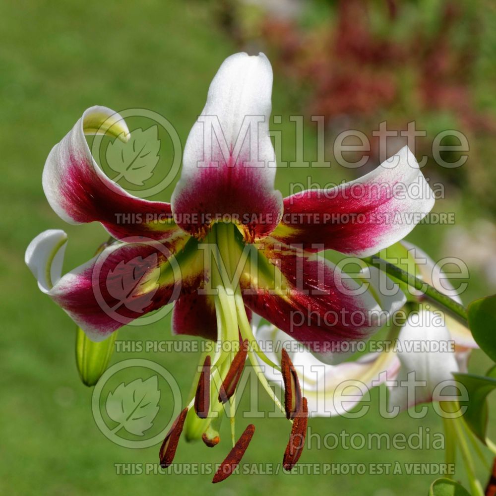 Lilium Leslie Woodriff (orienpet Lily) 1