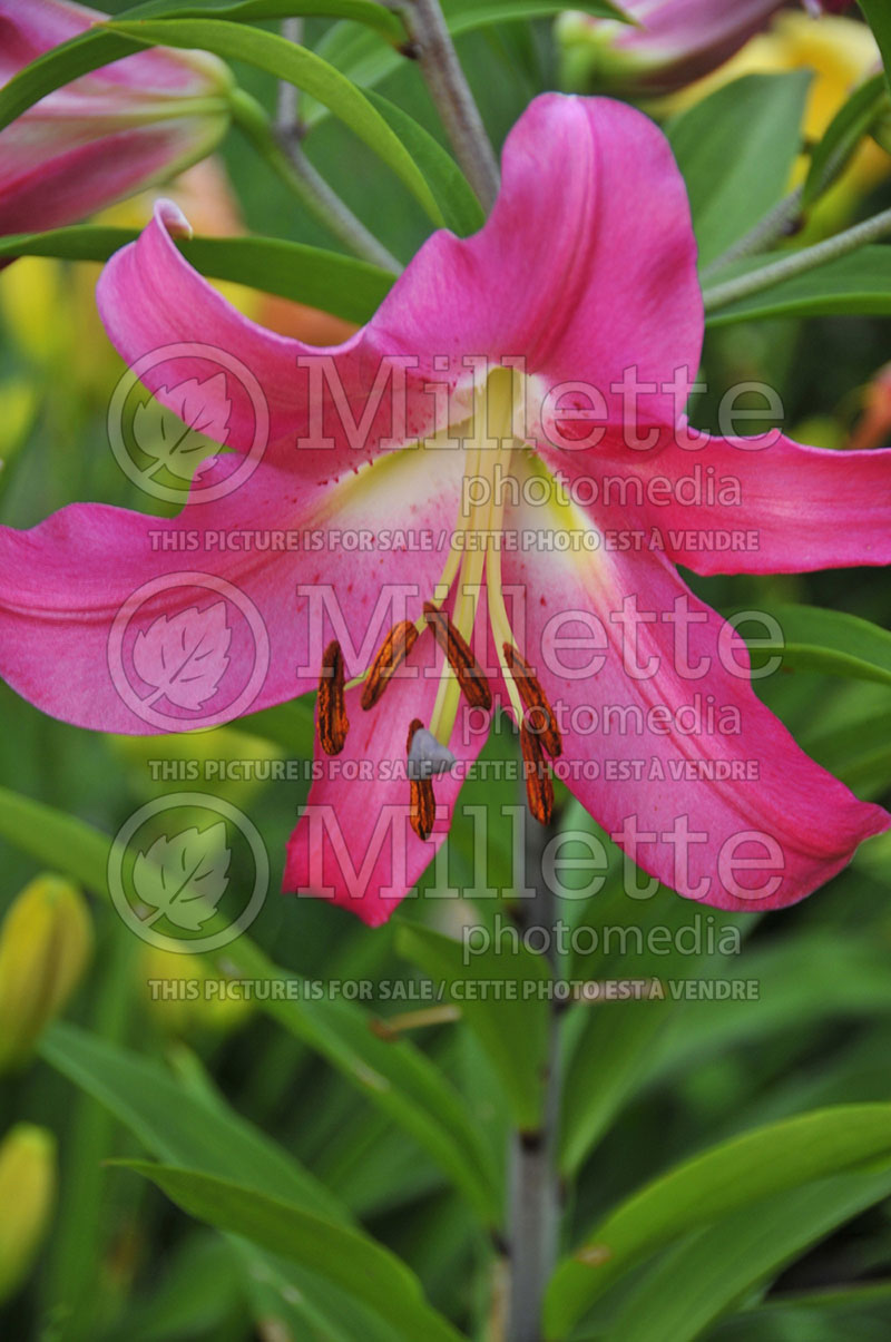 Lilium Robina (Oriental-Trumpet Lily) 2 