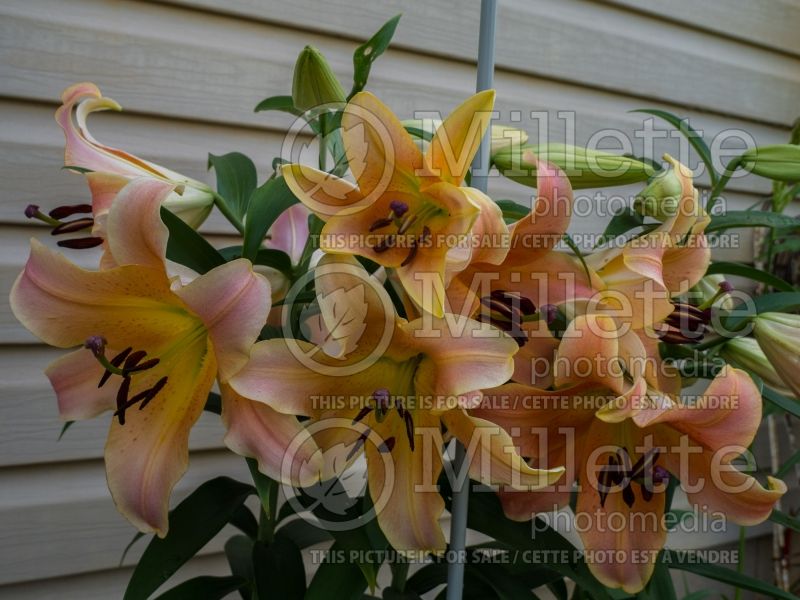 Lilium Zelmira (Lily)  1