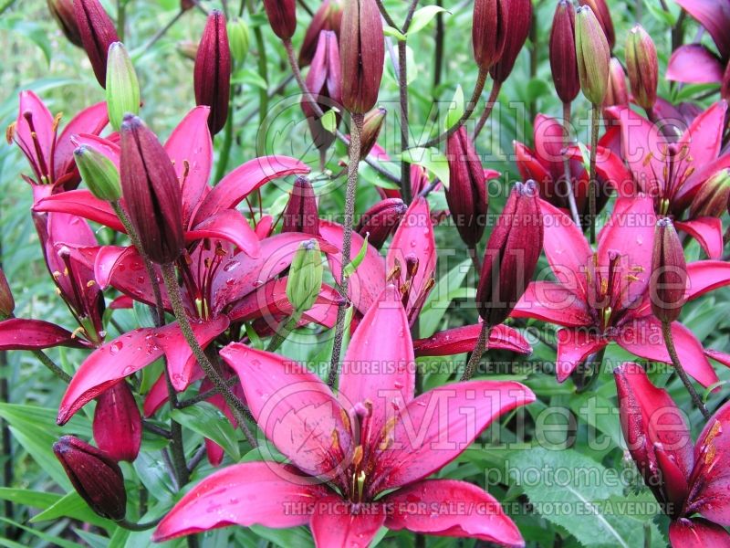 Lilium America (lily) 2