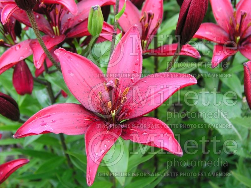 Lilium America (Lily)  1