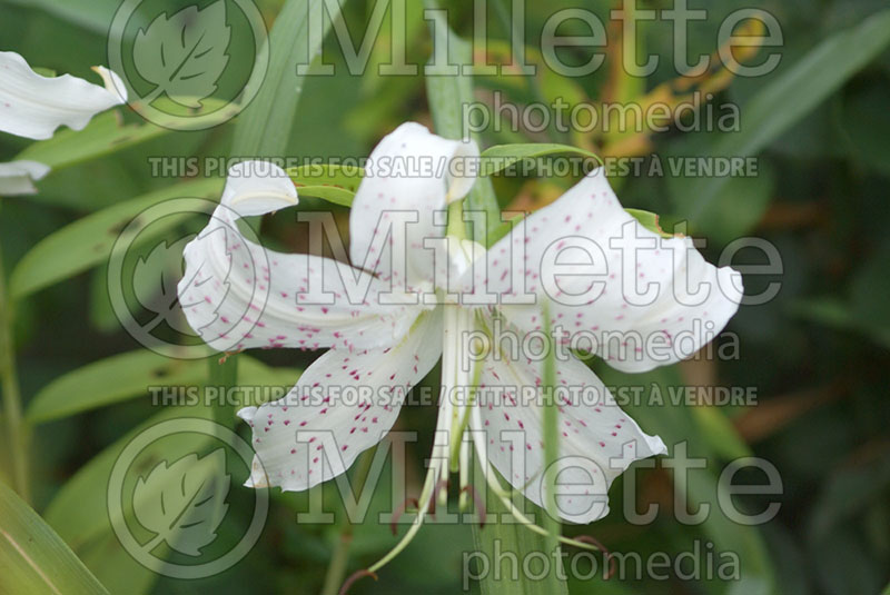 Lilium American Eagle (Oriental Lily) 1