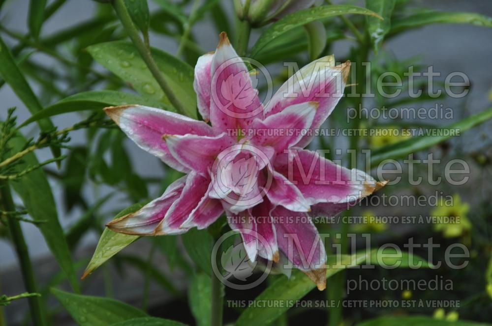 Lilium Broken Heart (oriental Lily)  3