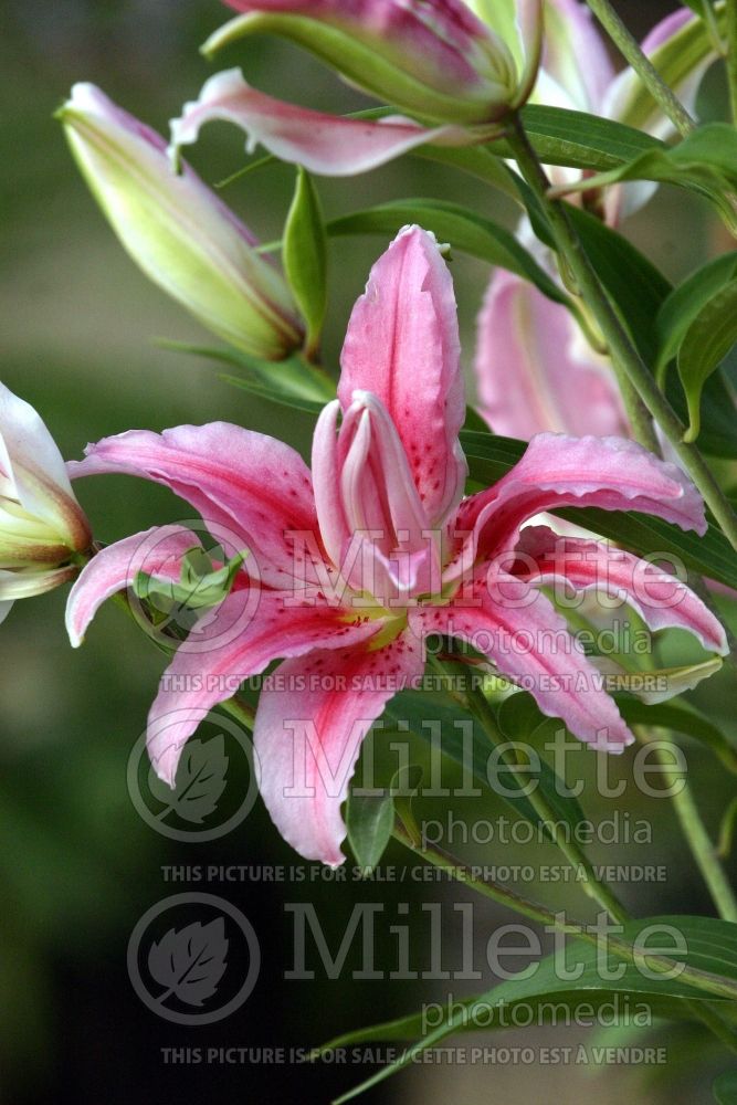 Lilium Broken Heart (oriental Lily)  1